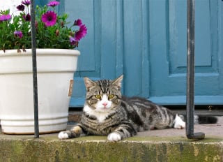 Illustration de l'article : 9 conseils pour empêcher votre chat de manger vos plantes d’intérieur