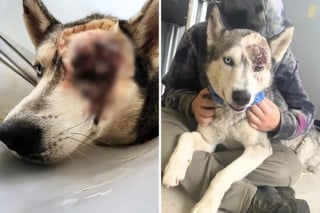 Illustration de l'article : Accueilli au refuge avec une blessure grave à l’œil, ce Husky pour qui le pronostic vital était engagé découvre sa nouvelle vie (vidéo)