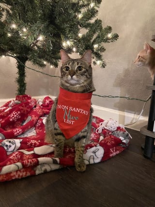 Illustration de l'article : 13 photos de chats qui vous donneront à coup sûr le sourire pour la journée