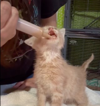 Illustration de l'article : Gravement malades, ces petits chatons retrouvent l’appétit et la joie de vivre grâce à leur maman d’accueil