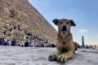 Illustration de l'article : En visitant un site archéologique romain, une jeune femme découvre avec surprise qu’un chien errant vit sur les lieux (vidéo)