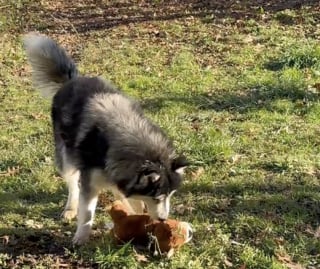 Illustration de l'article : Après un épisode traumatisant au refuge, un Husky explose de joie lorsqu’il rencontre une famille prête à lui offrir du temps et de l’attention (vidéo)