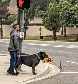 Illustration de l'article : 12 des plus attendrissantes photos de chiens et de chats du moment