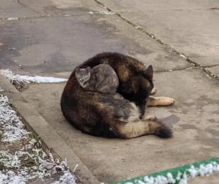 Illustration de l'article : 12 des plus attendrissantes photos de chiens et de chats du moment