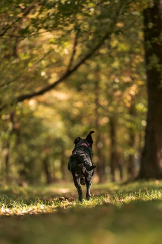 Illustration de l'article : Pendant des années, cette chienne a fouillé le même buisson dans un but précis qu’elle a fini par atteindre lors de sa dernière balade