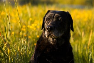 Illustration de l'article : Pendant des années, cette chienne a fouillé le même buisson dans un but précis qu’elle a fini par atteindre lors de sa dernière balade