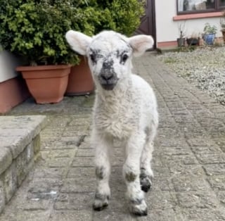 Illustration de l'article : Élevé avec un Rottweiler, ce gentil mouton se comporte désormais comme un chien (vidéo)