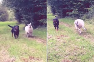 Illustration de l'article : Élevé avec un Rottweiler, ce gentil mouton se comporte désormais comme un chien (vidéo)