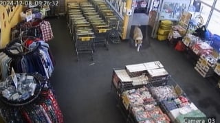 Illustration de l'article : Un chien s'échappe de sa maison et se balade tranquillement dans un magasin où il se fait des amis parmi les clients et le personnel 