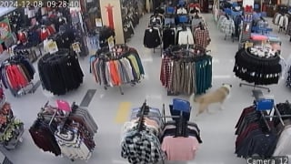 Illustration de l'article : Un chien s'échappe de sa maison et se balade tranquillement dans un magasin où il se fait des amis parmi les clients et le personnel 