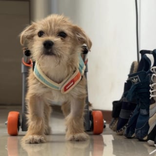 Illustration de l'article : Un couple sauve un chiot accidenté et lui fabrique un chariot avec les moyens du bord pour l'aider à prendre un nouveau départ