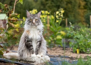 Illustration de l'article : 14 chats qui sont les plus heureux au jardin