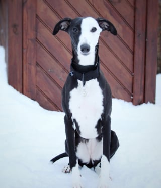 Illustration de l'article : 14 photos montrant que les chiens noir et blanc ont un charme fou