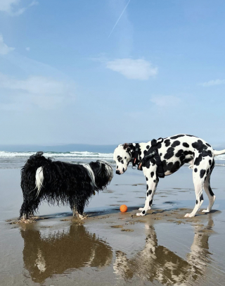 Illustration de l'article : 14 photos montrant que les chiens noir et blanc ont un charme fou