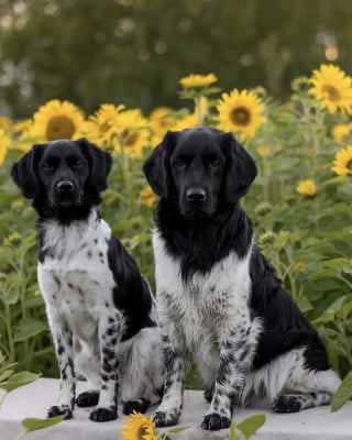 Illustration de l'article : 14 photos montrant que les chiens noir et blanc ont un charme fou