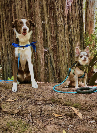 Illustration de l'article : 13 photos de chiens montrant que les plus belles amitiés se moquent bien des différences de taille