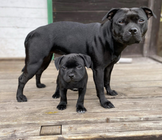 Illustration de l'article : 13 photos de chiens montrant que les plus belles amitiés se moquent bien des différences de taille