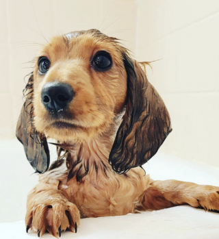 Illustration de l'article : 14 chiots qui découvrent pour la première fois les joies du bain