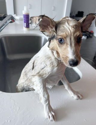 Illustration de l'article : 14 chiots qui découvrent pour la première fois les joies du bain