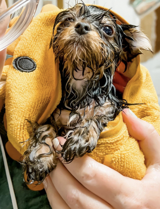 Illustration de l'article : 14 chiots qui découvrent pour la première fois les joies du bain