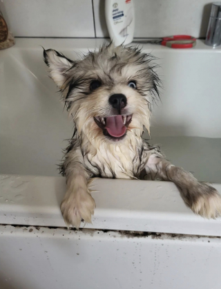 Illustration de l'article : 14 chiots qui découvrent pour la première fois les joies du bain