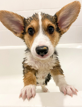 Illustration de l'article : 14 chiots qui découvrent pour la première fois les joies du bain