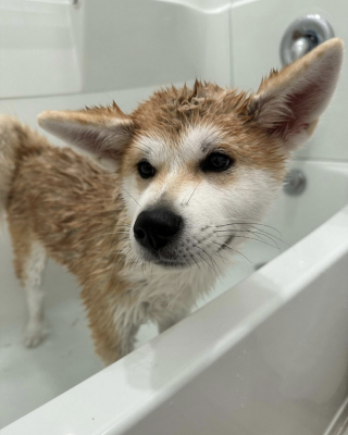 Illustration de l'article : 14 chiots qui découvrent pour la première fois les joies du bain