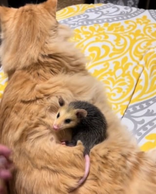 Illustration de l'article : Un chat se prend d'affection pour un bébé opossum qui voit en lui le papa de substitution parfait (vidéo)