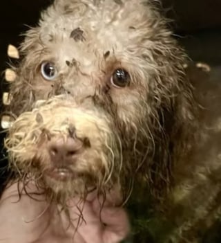 Illustration de l'article : Une chienne affamée et muselée avec un lacet de chaussure voit le bout du tunnel après avoir été déposée devant un refuge