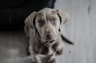 Illustration de l'article : L'acte courageux d'un passant sauve la vie d'un chien pris au piège dans une maison en feu