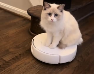 Illustration de l'article : En voyant leur chat "se servir" de leur robot aspirateur, ils ont enfin compris pourquoi il tombait si souvent en panne (vidéo)