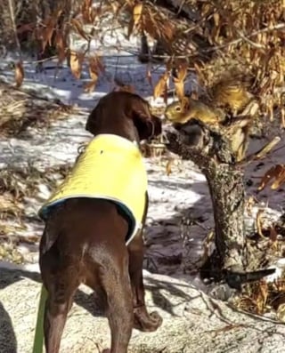 Illustration de l'article : Depuis qu’elle est amie avec des écureuils, cette chienne a développé un véritable talent pour grimper aux arbres