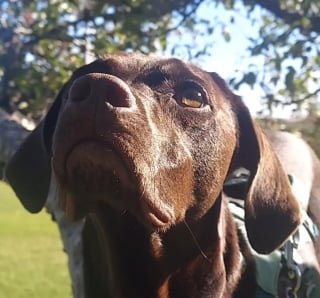 Illustration de l'article : Depuis qu’elle est amie avec des écureuils, cette chienne a développé un véritable talent pour grimper aux arbres