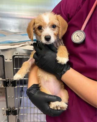 Illustration de l'article : Alertée par des cris déchirants provenant d’un égout pluvial, une femme découvre un petit chiot en bien fâcheuse posture