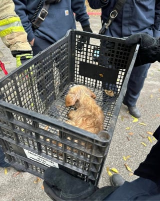 Illustration de l'article : Alertée par des cris déchirants provenant d’un égout pluvial, une femme découvre un petit chiot en bien fâcheuse posture