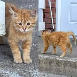 Illustration de l'article : Un chaton malade et solitaire qui n'avait que la peau sur les os découvre avec bonheur la vie dans un foyer aimant