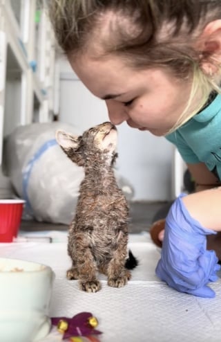 Illustration de l'article : Un chaton couvert de peinture ronronne de bonheur en découvrant qu'il est désormais en sécurité et savoure l'amour de sa bienfaitrice (vidéo)