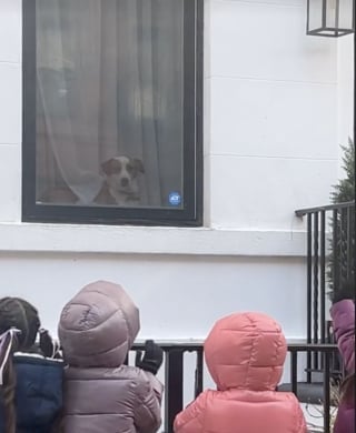 Illustration de l'article : Heureux de croiser un chien, des enfants s'accordent une pause pour le regarder et lui font signe de la main (vidéo)