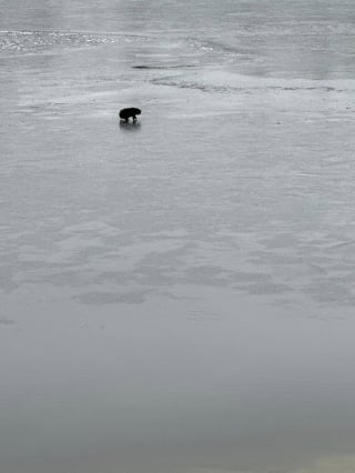 Illustration de l'article : Un chat de 20 ans en hypothermie dans un lac gelé s’apprêtait à rendre son dernier souffle quand ses anges gardiens sont arrivés 