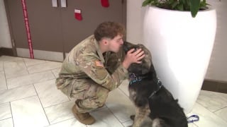 Illustration de l'article : Les émouvantes retrouvailles d’un soldat et d’un chien qui se sont rencontrés à l’autre bout du monde et sont devenus inséparables