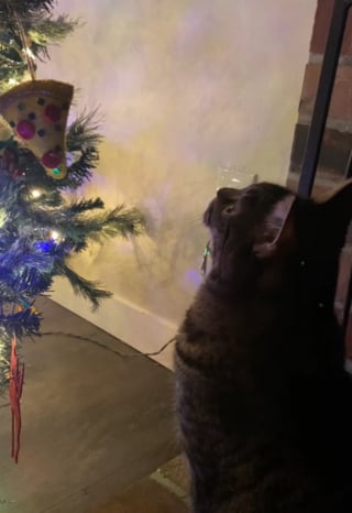 Illustration de l'article : Un chat donnant l'impression de contempler le sapin de Noël a en fait repéré un objet lié à un être cher (vidéo)