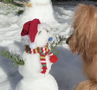 Illustration de l'article : Un homme transforme un jardin verdoyant en paysage enneigé pour permettre à ses chiens de goûter aux joies des sports d’hiver (vidéo)