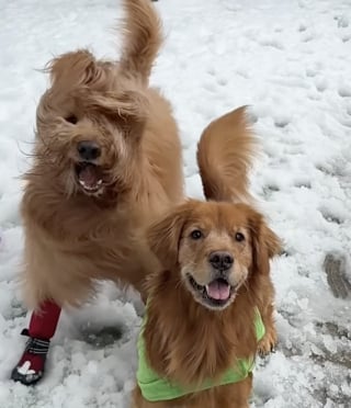 Illustration de l'article : Un homme transforme un jardin verdoyant en paysage enneigé pour permettre à ses chiens de goûter aux joies des sports d’hiver (vidéo)