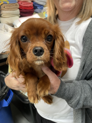 Illustration de l'article : Abandonnée avec une patte fracturée, cette petite chienne a bénéficié de l’aide précieuse de nombreux anges gardiens