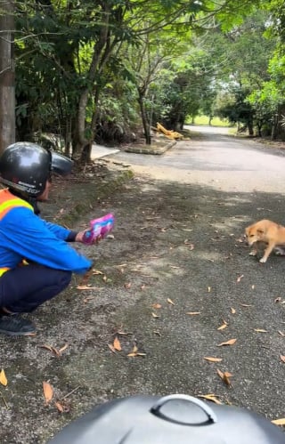 Illustration de l'article : Un chien errant embellit la journée d’un électricien (vidéo) 