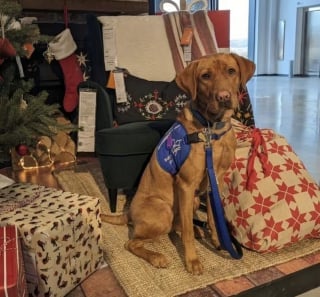 Illustration de l'article : Grâce à son chien d’assistance, un petit garçon autiste peut enfin profiter des fêtes de fin d'année