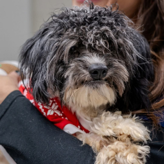 Illustration de l'article : Une association recueille un chien abandonné dans une benne à ordures dont les aboiements ont attiré l'attention d'un passant