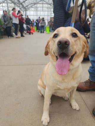 Illustration de l'article : Une chienne gagnée par l'esprit de Noël s'échappe de la maison pour s'offrir un moment et une photo mémorables