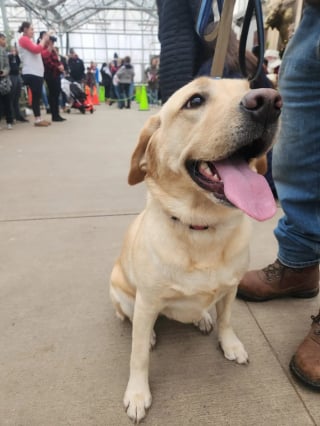 Illustration de l'article : Une chienne gagnée par l'esprit de Noël s'échappe de la maison pour s'offrir un moment et une photo mémorables