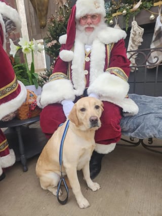 Illustration de l'article : Une chienne gagnée par l'esprit de Noël s'échappe de la maison pour s'offrir un moment et une photo mémorables